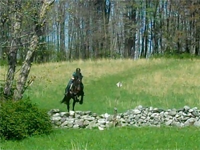 Miller, Irish Sport Horse, show jumper, hunter, eventer